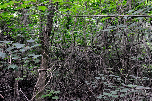 view from the trail at Dismal Swamp State Park